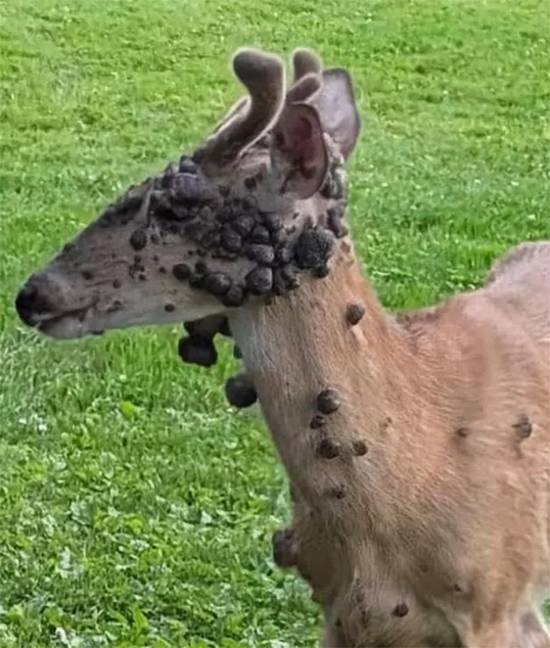 Mutant-Looking Deer With “Bubble Skin” Spotted Across U.S. — But Experts Say It’s Harmless