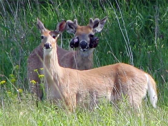 Mutant-Looking Deer With “Bubble Skin” Spotted Across U.S. — But Experts Say It’s Harmless
