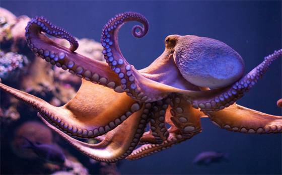 Hidden ‘Octopus City’ Reveals a Secret World Beneath the Waves