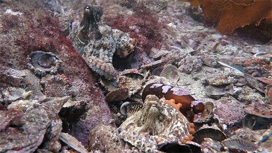 Hidden ‘Octopus City’ Reveals a Secret World Beneath the Waves
