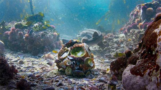 Hidden ‘Octopus City’ Reveals a Secret World Beneath the Waves
