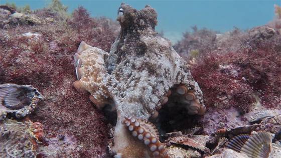 Hidden ‘Octopus City’ Reveals a Secret World Beneath the Waves