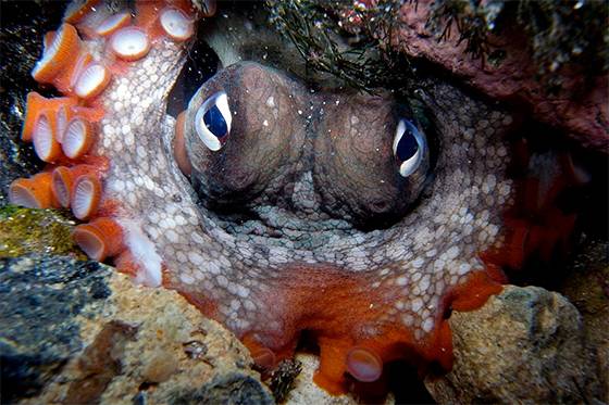 Hidden ‘Octopus City’ Reveals a Secret World Beneath the Waves