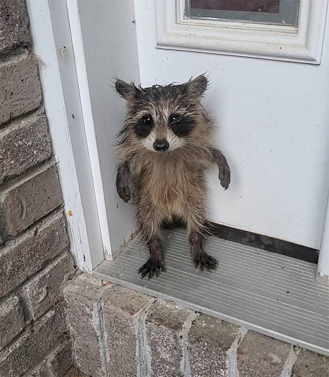 Heartwarming Rescue: Baby Raccoon Found Alone After Massachusetts Storm Finds New Hope