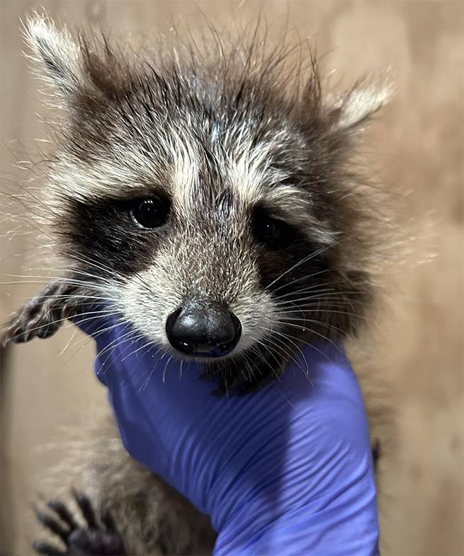 Heartwarming Rescue: Baby Raccoon Found Alone After Massachusetts Storm Finds New Hope
