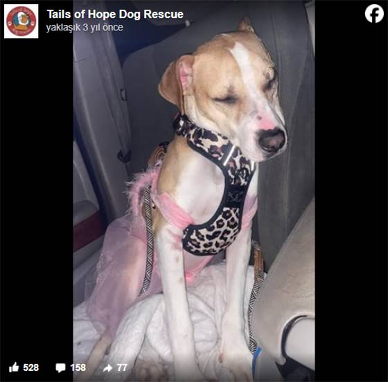 Burned but Unbroken: Riona the Brave Dog Finally Finds Her Forever Home After a Year of Healing