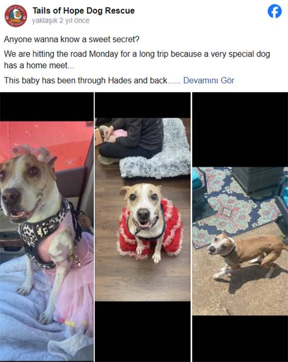 Burned but Unbroken: Riona the Brave Dog Finally Finds Her Forever Home After a Year of Healing