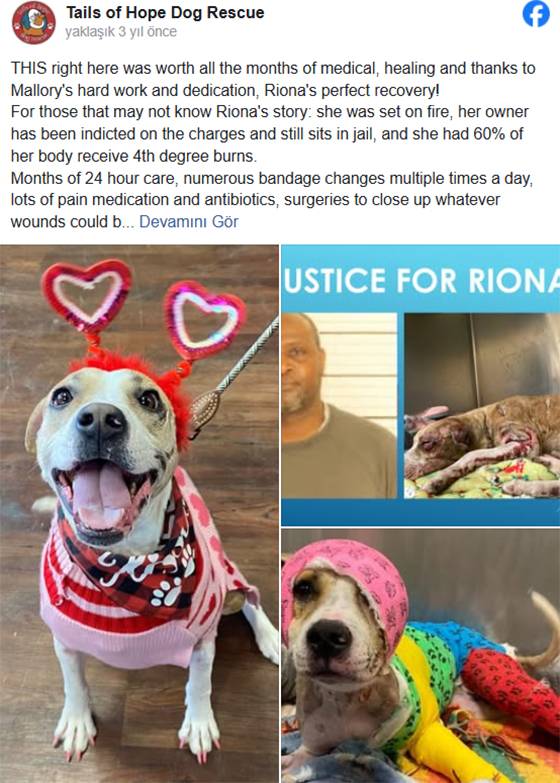 Burned but Unbroken: Riona the Brave Dog Finally Finds Her Forever Home After a Year of Healing