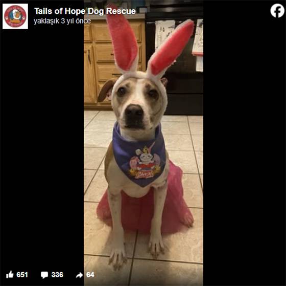 Burned but Unbroken: Riona the Brave Dog Finally Finds Her Forever Home After a Year of Healing