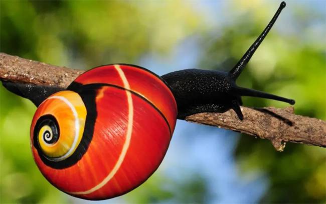 The Colorful Cuban Tree Snails at Risk: Why Beauty Could Be Their Downfall