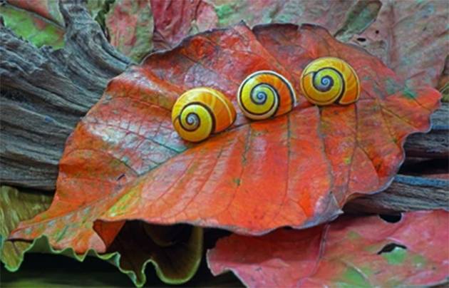 The Colorful Cuban Tree Snails at Risk: Why Beauty Could Be Their Downfall