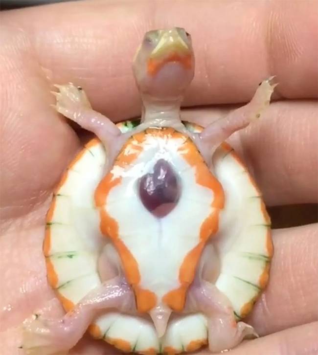 Hope the Albino Turtle With an Exposed Heart Has Died After Six Years of Inspiring the World