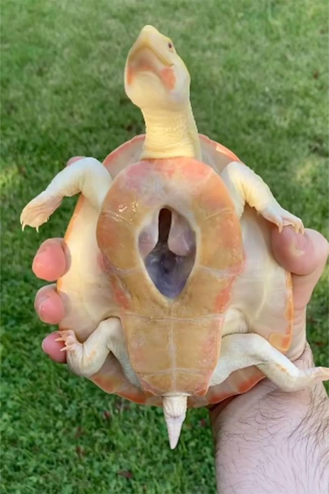 Hope the Albino Turtle With an Exposed Heart Has Died After Six Years of Inspiring the World