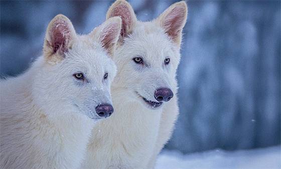 Scientists Successfully Revive Dire Wolves in Historic ‘De-Extinction’ Breakthrough