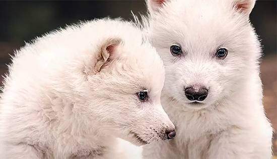 Scientists Successfully Revive Dire Wolves in Historic ‘De-Extinction’ Breakthrough
