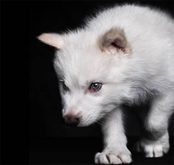 Scientists Successfully Revive Dire Wolves in Historic ‘De-Extinction’ Breakthrough