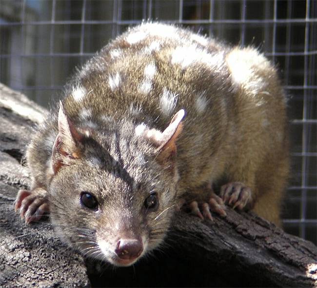 Western Quolls Make a Triumphant Return: Australian Researchers Celebrate Rare Marsupial’s Rebirth