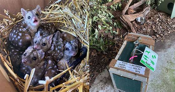 Western Quolls Make a Triumphant Return: Australian Researchers Celebrate Rare Marsupial’s Rebirth