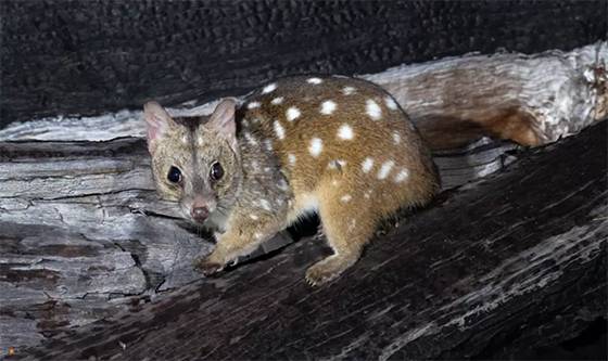 Western Quolls Make a Triumphant Return: Australian Researchers Celebrate Rare Marsupial’s Rebirth