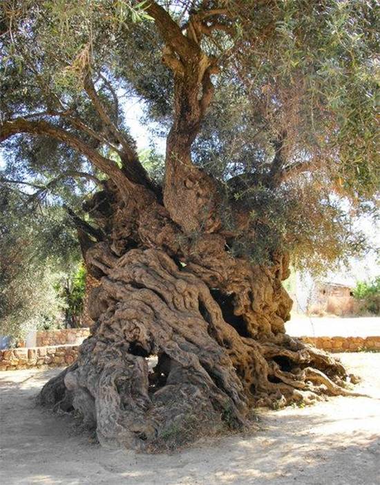 Ancient Olive of Crete Still Bears Fruit After 3,000 Years