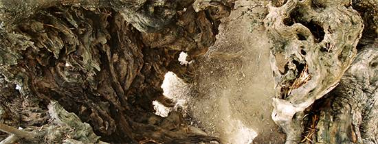 Ancient Olive of Crete Still Bears Fruit After 3,000 Years