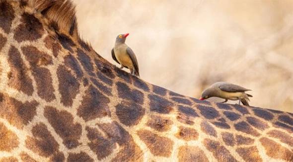 Photographer Captures Mysterious Giraffe in Kruger Park — Experts Reveal the Sad Truth Behind Her Condition