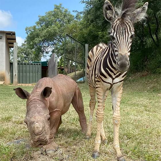 Baby Zebra Becomes Best Friend and Healer for Orphaned Rhino Calf in South Africa
