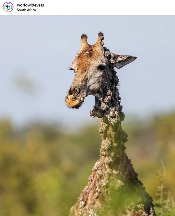 Photographer Captures Mysterious Giraffe in Kruger Park — Experts Reveal the Sad Truth Behind Her Condition