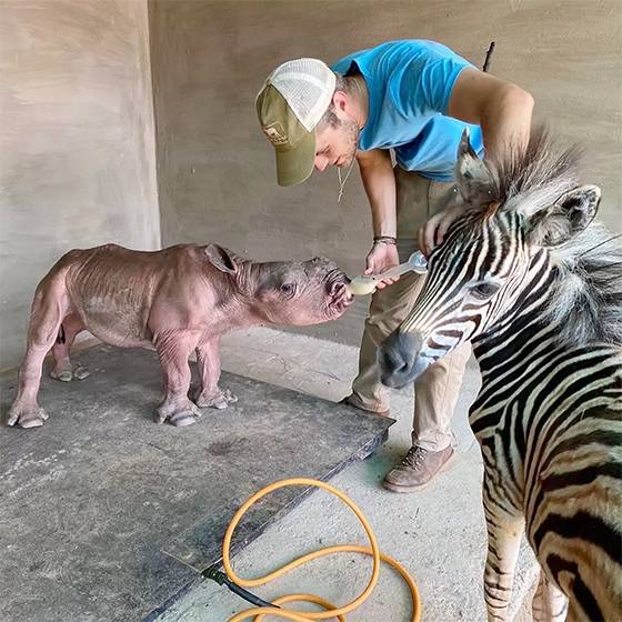 Baby Zebra Becomes Best Friend and Healer for Orphaned Rhino Calf in South Africa
