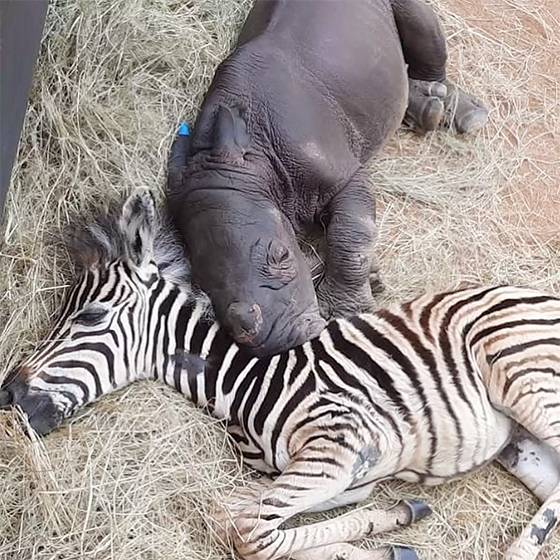 Baby Zebra Becomes Best Friend and Healer for Orphaned Rhino Calf in South Africa