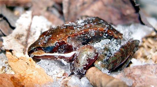 Frozen But Alive: How Alaskan Wood Frogs Cheat Death Each Winter