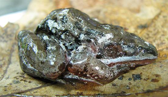 Frozen But Alive: How Alaskan Wood Frogs Cheat Death Each Winter