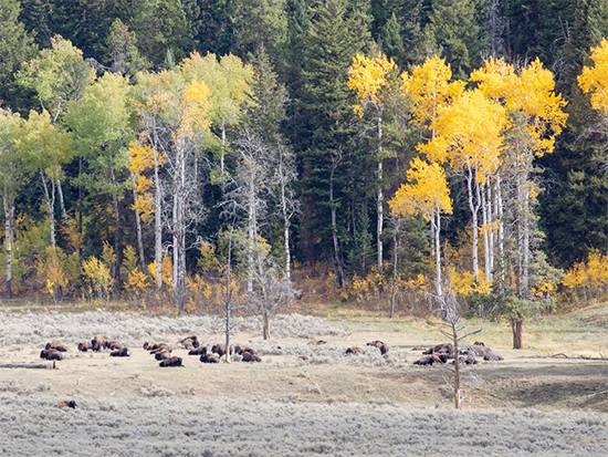 Yellowstone’s Wolves Are Transforming Forests: Baby Aspens Return After 80 Years, Study Finds