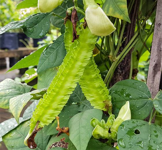 Winged Beans: The Surprising Superfood Doctors Want You to Add to Your Diet