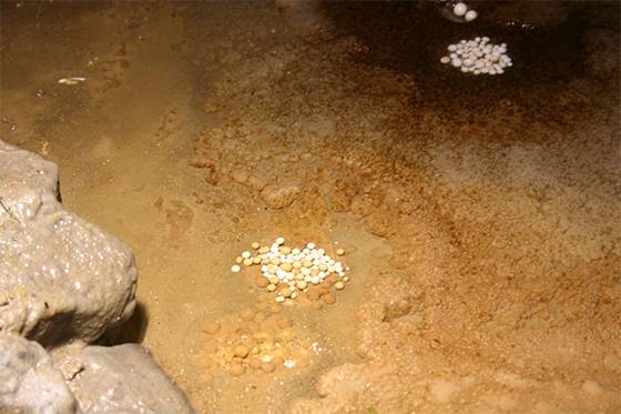 Hidden Wonders: The Mesmerizing Formation and Science of Cave Pearls