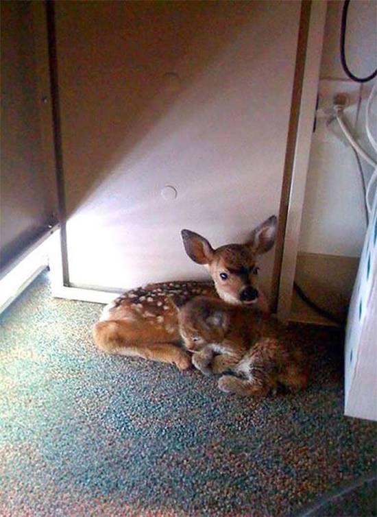 After the Wildfire: A Fawn and a Bobcat Form an Unbreakable Bond Amid the Ashes