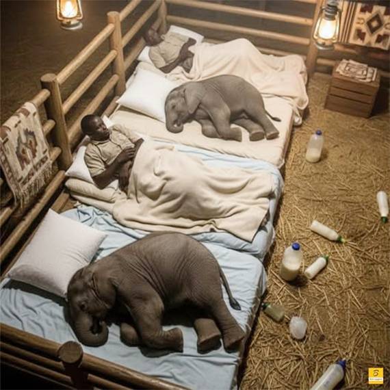 Heart-Mending Nights: How Caregivers Comfort Orphaned Baby Elephants Until They Learn to Trust Again