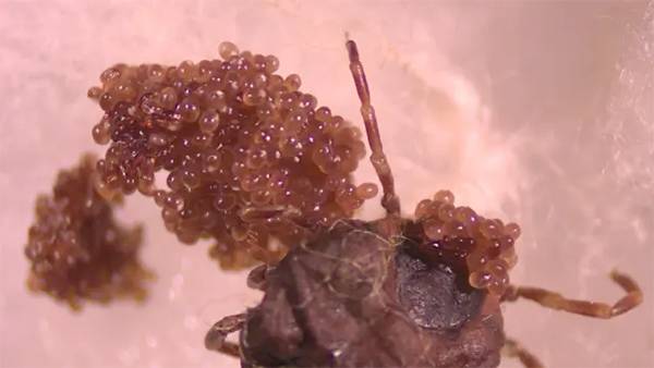 Tiny Backyard Eggs You Should Never Ignore: What They Mean for Your Home and Health