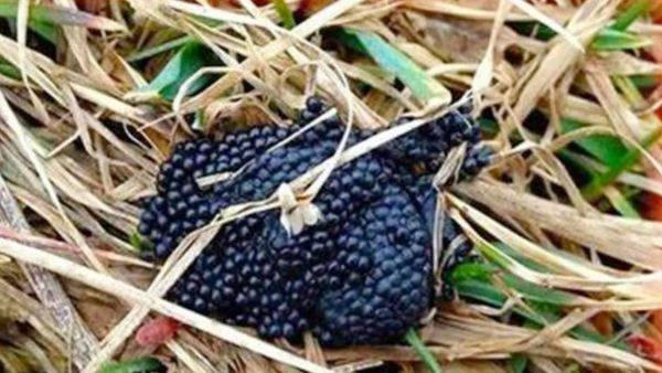 Tiny Backyard Eggs You Should Never Ignore: What They Mean for Your Home and Health