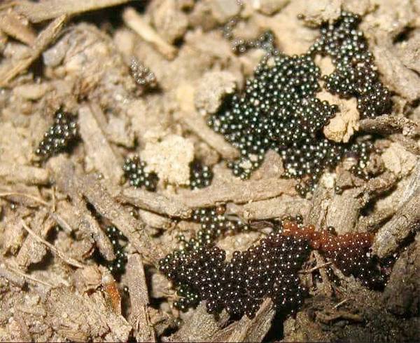 Tiny Backyard Eggs You Should Never Ignore: What They Mean for Your Home and Health