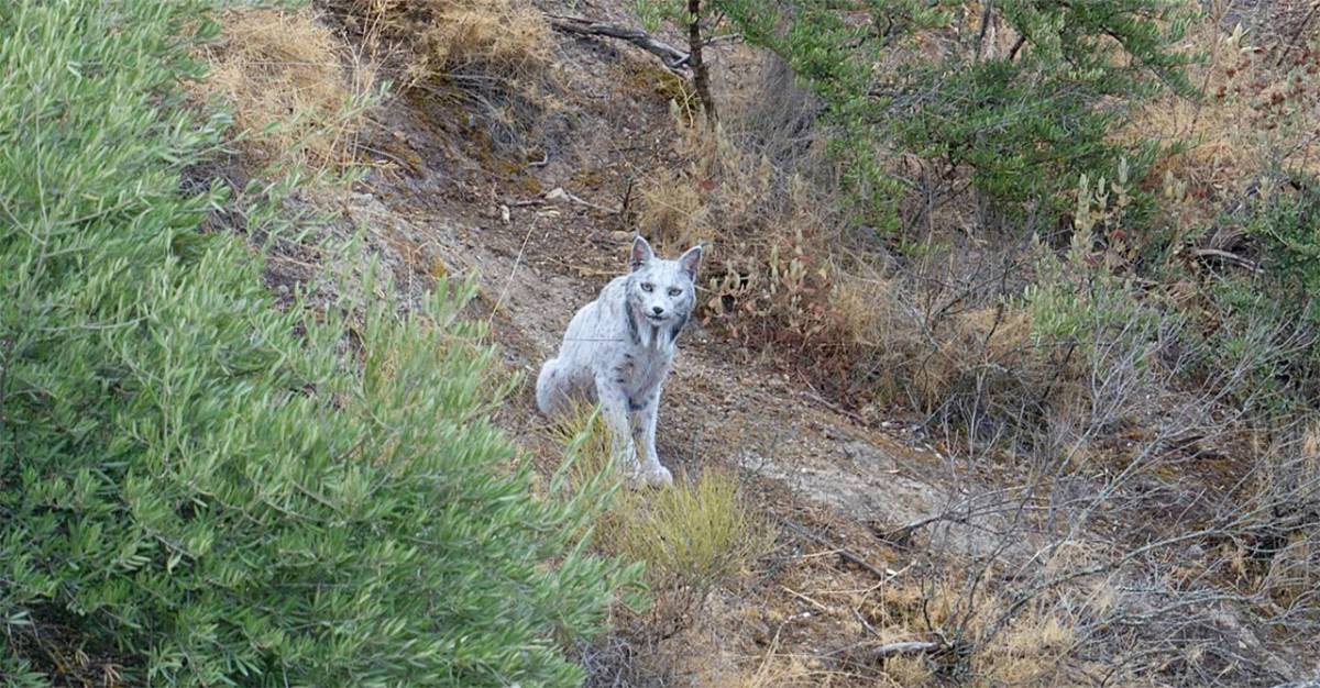 World’s First White Iberian Lynx Captured on Camera in Spain’s Jaén Mountains
