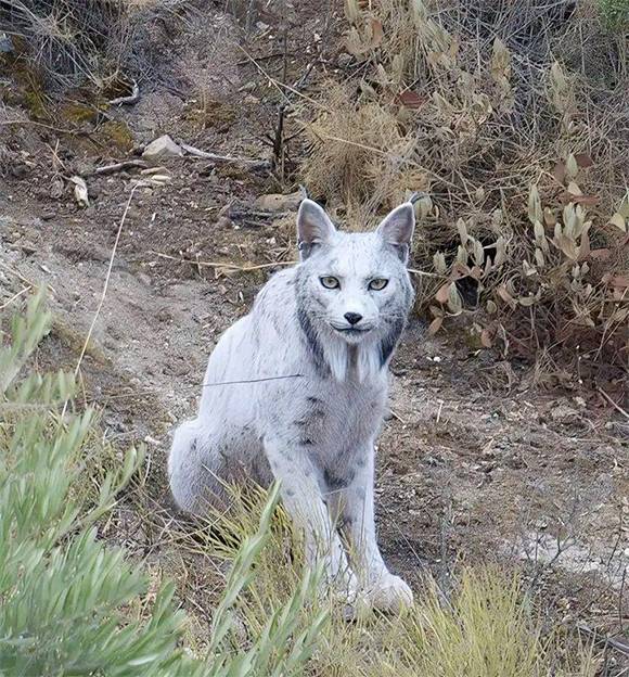 World’s First White Iberian Lynx Captured on Camera in Spain’s Jaén Mountains