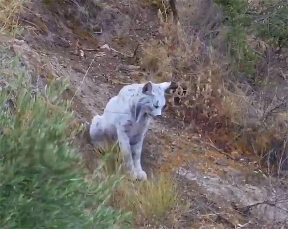 World’s First White Iberian Lynx Captured on Camera in Spain’s Jaén Mountains