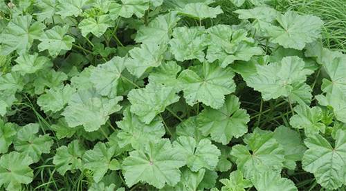The Green Healer: Top 10 Health Benefits of Common Mallow Leaves You Should Know