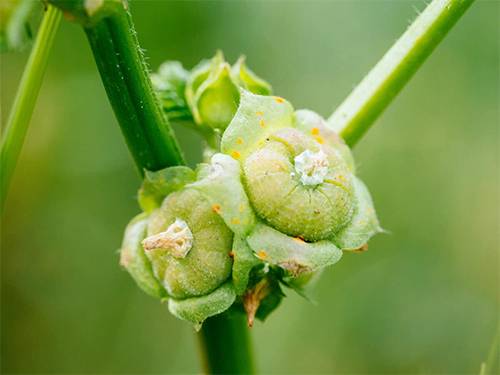 The Green Healer: Top 10 Health Benefits of Common Mallow Leaves You Should Know