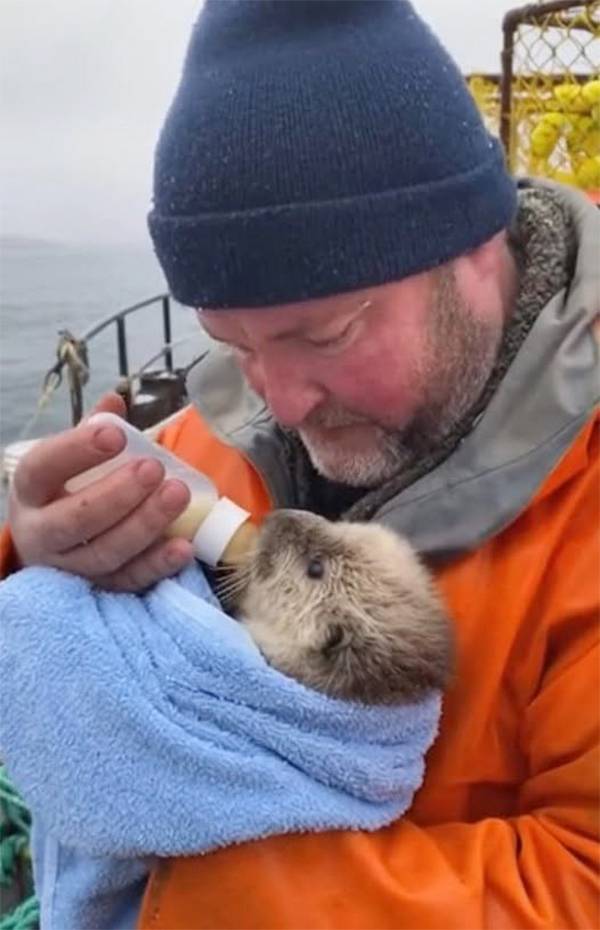 A Fisherman’s Unexpected Rescue: How Compassion Saved a Baby Sea Otter 20 Miles from Shore
