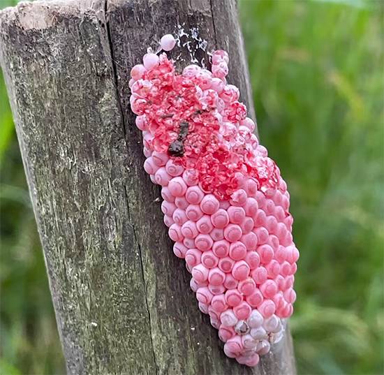 Bright pink Eggs in Your Garden? Here’s Why They’re Dangerous and How to Get Rid of Them