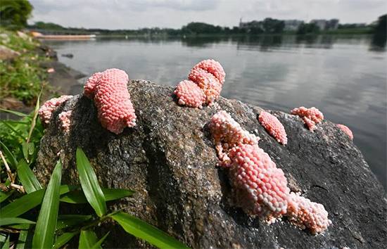Bright pink Eggs in Your Garden? Here’s Why They’re Dangerous and How to Get Rid of Them
