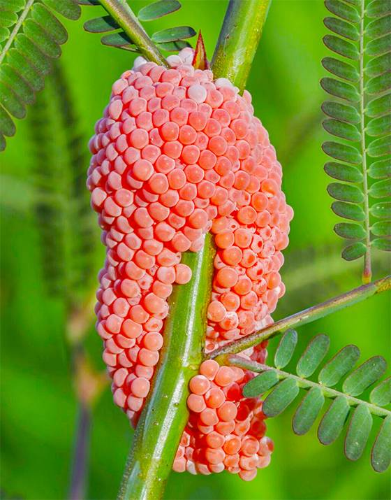 Bright pink Eggs in Your Garden? Here’s Why They’re Dangerous and How to Get Rid of Them