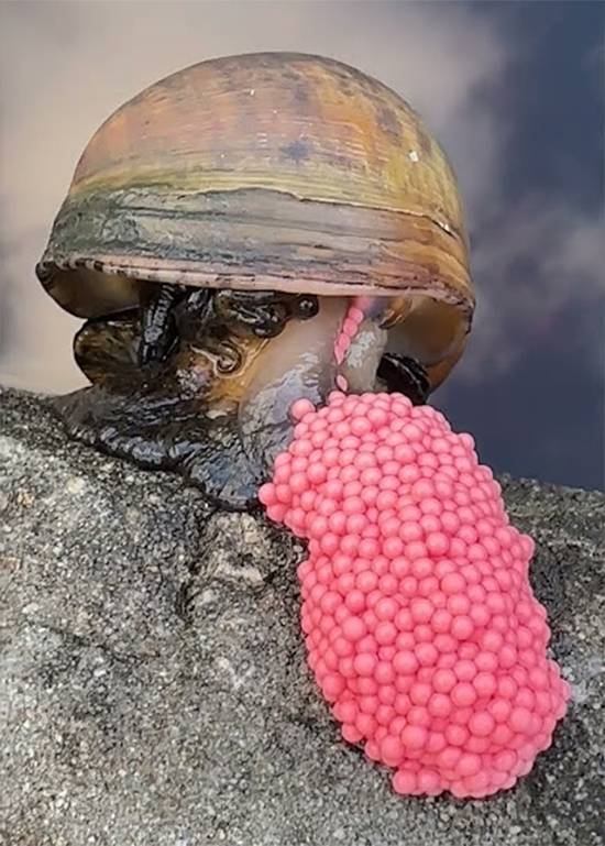 Bright pink Eggs in Your Garden? Here’s Why They’re Dangerous and How to Get Rid of Them